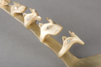 Haida%20artist%2C%20%3Cb%3E%3Ci%3E%20Carved%20Spoon%3C%2Fi%3E%3C%2Fb%3E%2C%20ca.%201900%2C%20mountain%20sheep%20horn%20with%20abalone%20shell%20inlay%2C%20Museum%20Purchase%3A%20Indian%20Collection%20Subscription%20Fund%2C%20Rasmussen%20Collection%20of%20Northwest%20Coast%20Indian%20Art%2C%20no%20known%20copyright%20restrictions%2C%2048.3.265